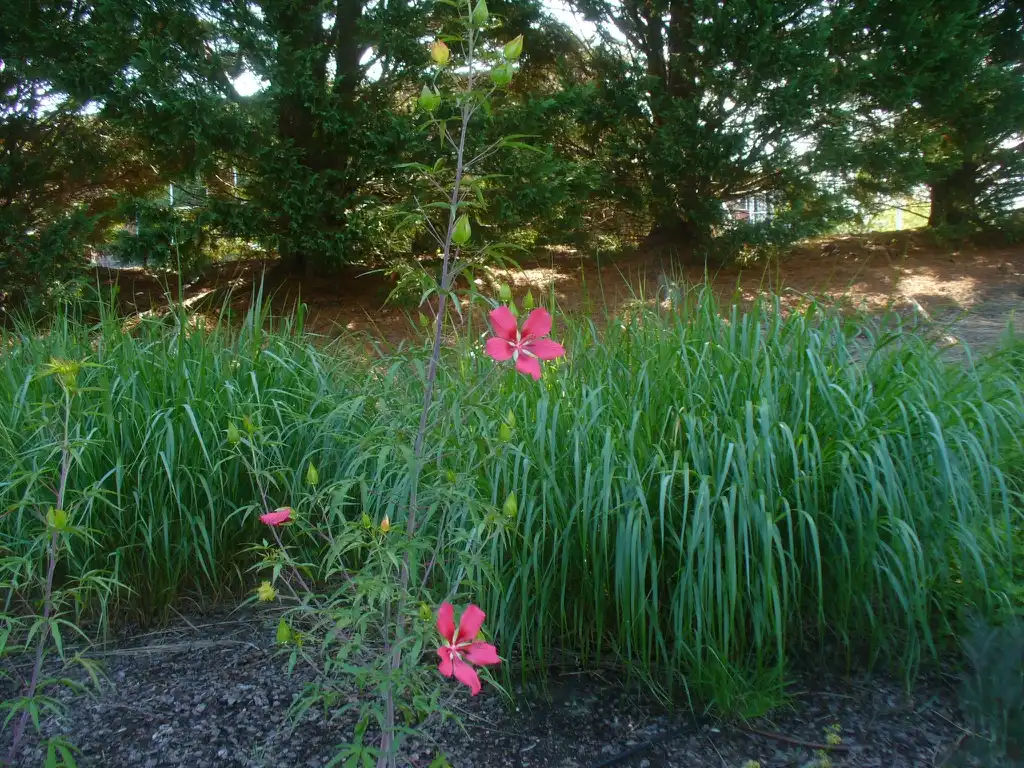 Photo of Hibiscus coccineus - Hibiscus coccineus in Moore County in summer:Susan Strine
