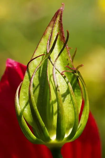 Photo of Hibiscus coccineus - :koizumi