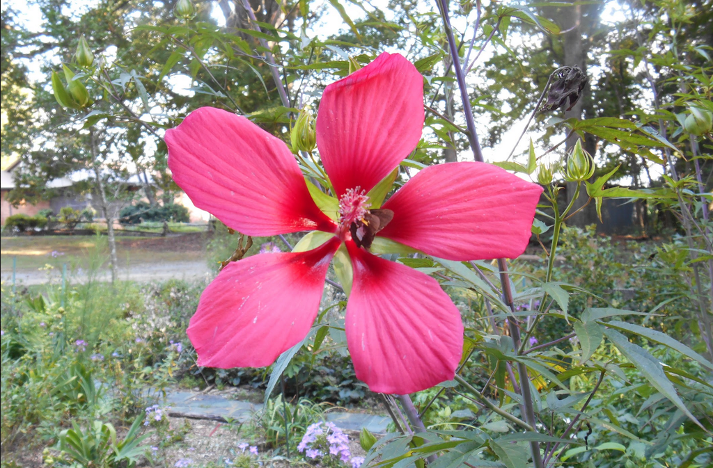 Photo of Hibiscus coccineus - Bloom (Iredell County,NC):Eva Munday