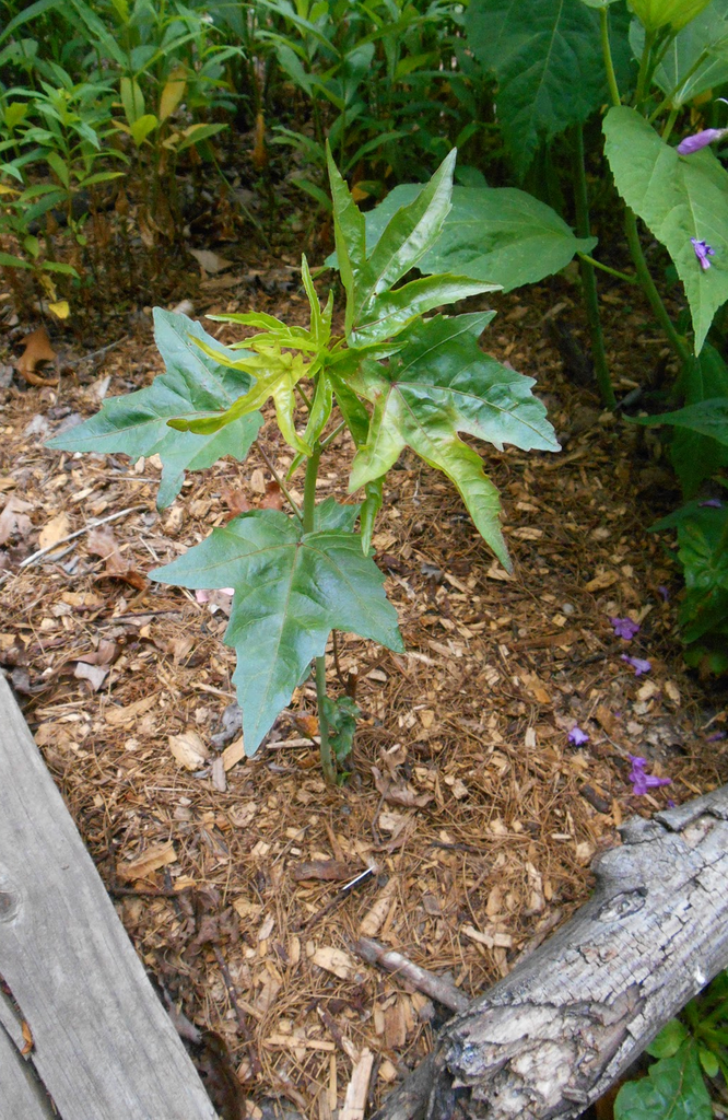 Photo of Hibiscus coccineus - Young Plant (Iredell County,NC):Eva Munday