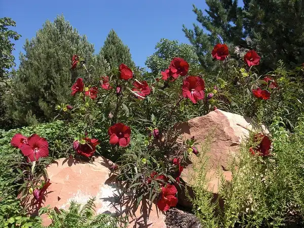 Photo of Hibiscus 'Fireball' (Hibiscus 'Fireball's)