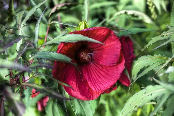 Photo of Hibiscus 'Fireball' (Hibiscus 'Fireball's)
