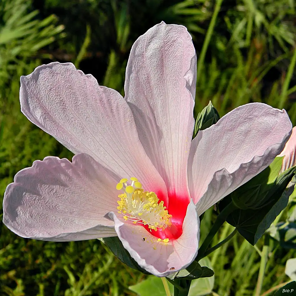 Photo of Hibiscus grandiflorus (Hibiscus grandifloruss)