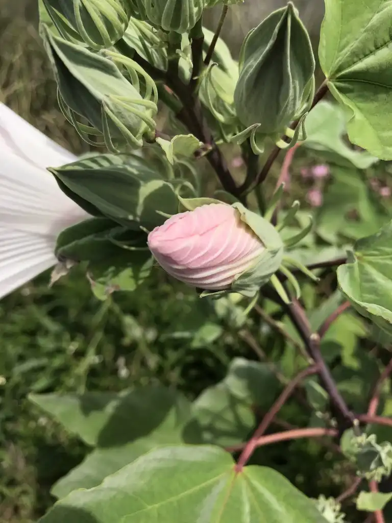 Photo of Hibiscus grandiflorus (Hibiscus grandifloruss)
