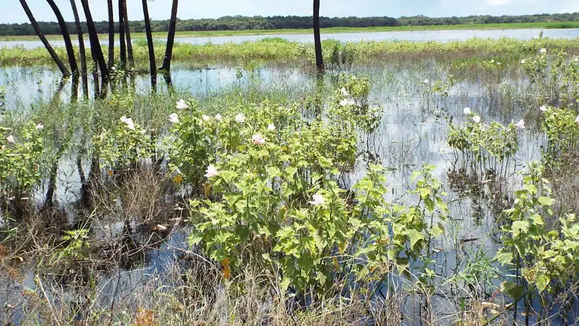 Photo of Hibiscus grandiflorus - Native habitat:dcslaugh