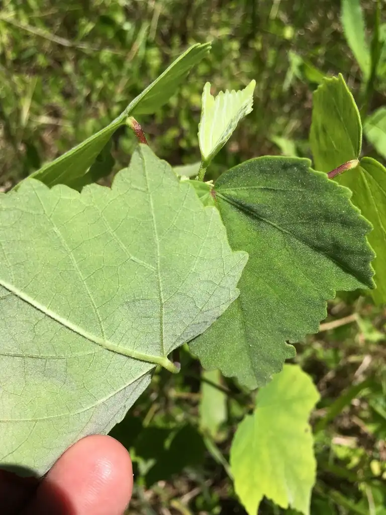 Photo of Hibiscus grandiflorus - Underside of leaf:Eric M Powell
