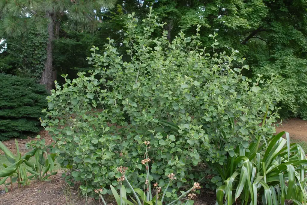 Фото Hibiscus hamabo (Hibiscus hamabos)