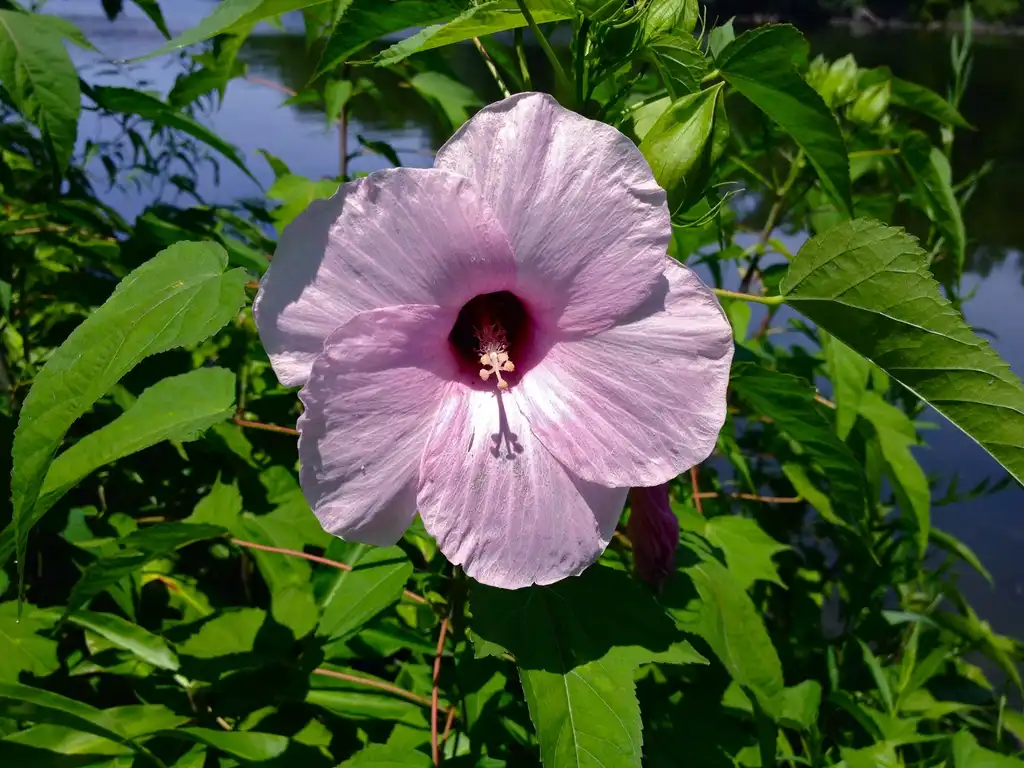 Фото Hibiscus laevis (Hibiscus laeviss)