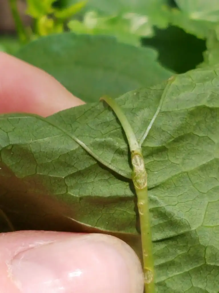 Фото Hibiscus laevis - Underside of leaf:Erin Faulkner