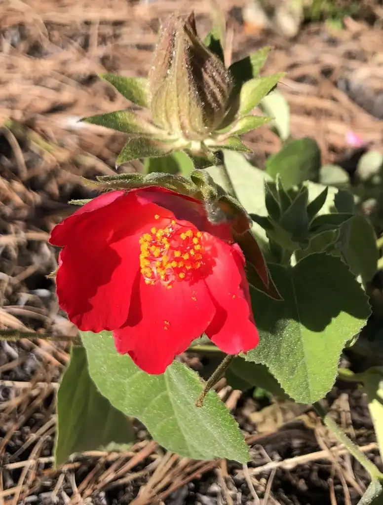 Photo of Hibiscus martianus (Hibiscus martianuss)