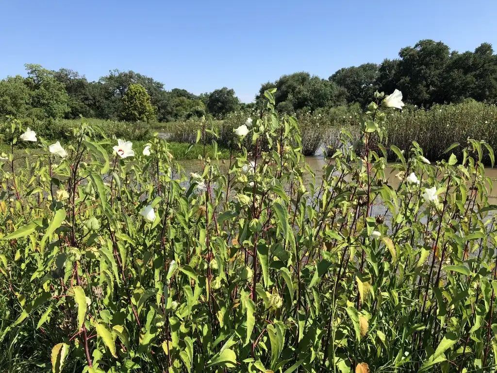 Photo of Hibiscus moscheutos (Hibiscus moscheutoss)