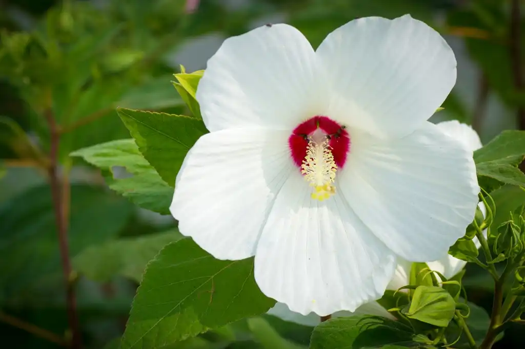 Photo of Hibiscus moscheutos (Hibiscus moscheutoss)