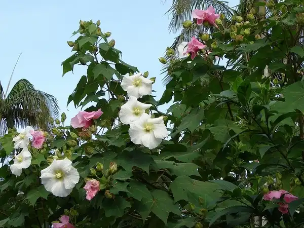 Foto de Hibiscus mutabilis (Hibiscus mutabiliss)