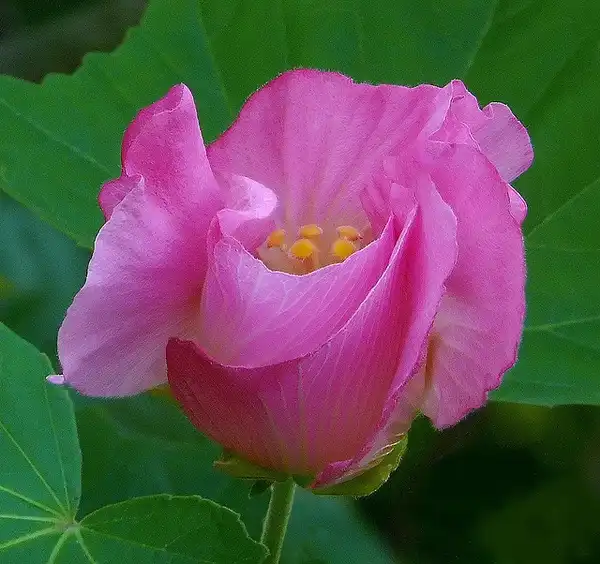 Foto de Hibiscus mutabilis (Hibiscus mutabiliss)