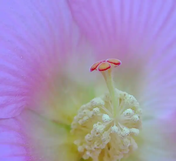 Foto de Hibiscus mutabilis - Hibiscus mutabilis:Robert Mitchem