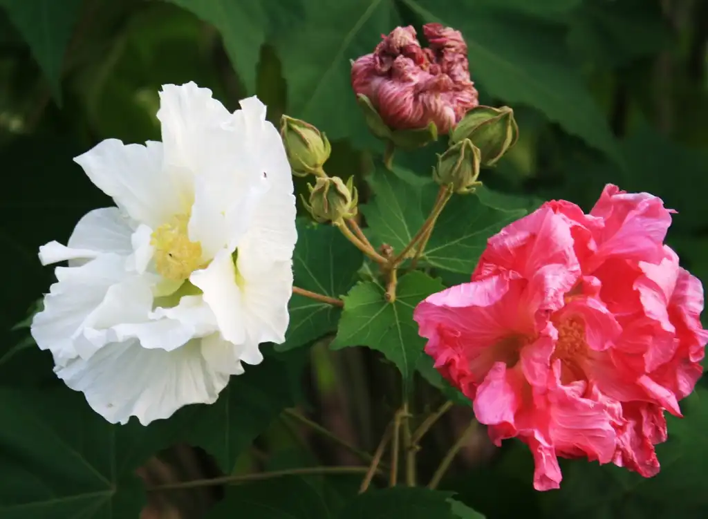 Foto de Hibiscus mutabilis - Flower Close-up (Cleveland County,NC)-Fall:Dotty Leatherwood