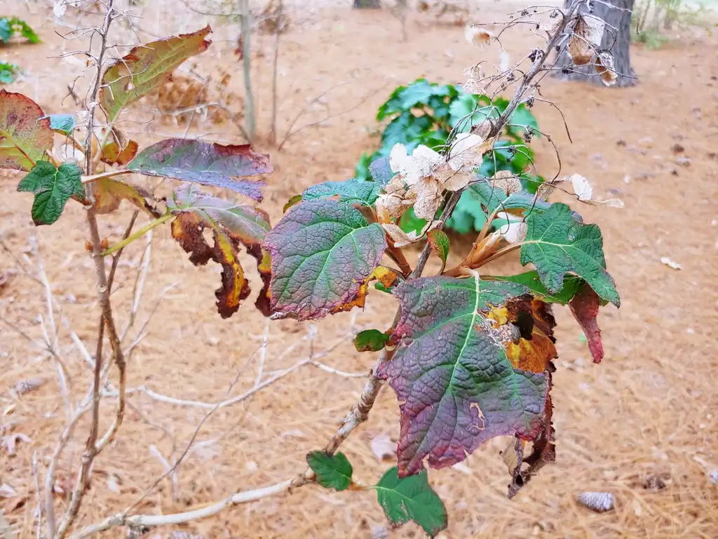 Foto de Hibiscus mutabilis - leaf in winter:skdavidson