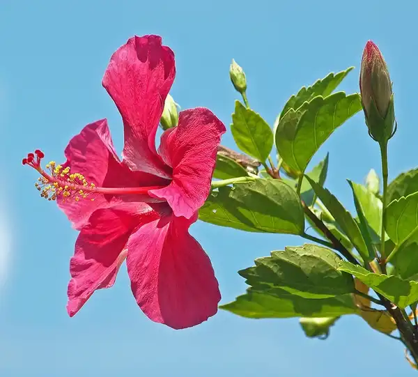Photo of Hibiscus rosa-sinensis (Hibiscus rosa-sinensiss)