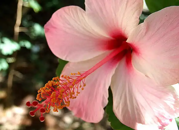 Photo of Hibiscus rosa-sinensis (Hibiscus rosa-sinensiss)
