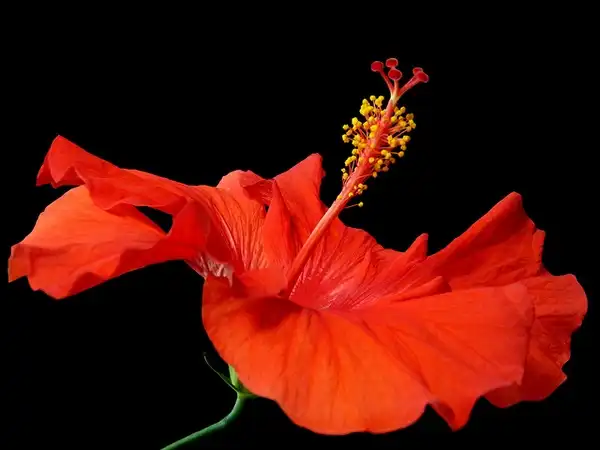 Photo of Hibiscus rosa-sinensis - :Jack Wolf