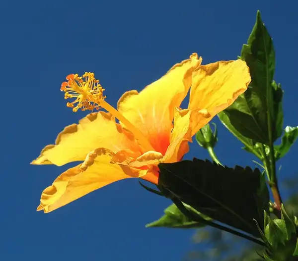 Photo of Hibiscus rosa-sinensis - :mauroguanandi