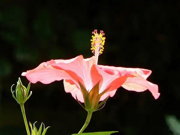 Photo of Hibiscus rosa-sinensis - :Thijs