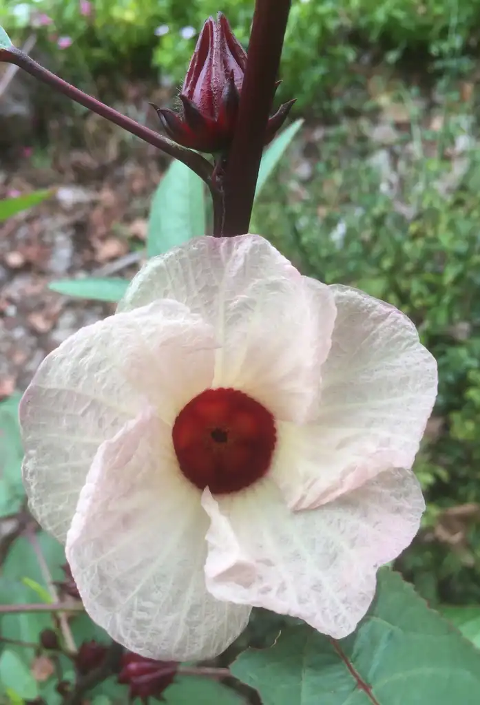 Foto de Hibiscus sabdariffa (Hibiscus sabdariffas)