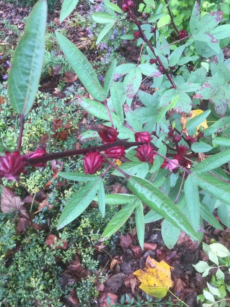 Foto de Hibiscus sabdariffa (Hibiscus sabdariffas)