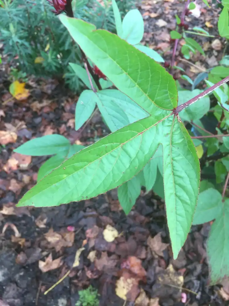 Foto de Hibiscus sabdariffa - Mature leaf:Joanne Celinski