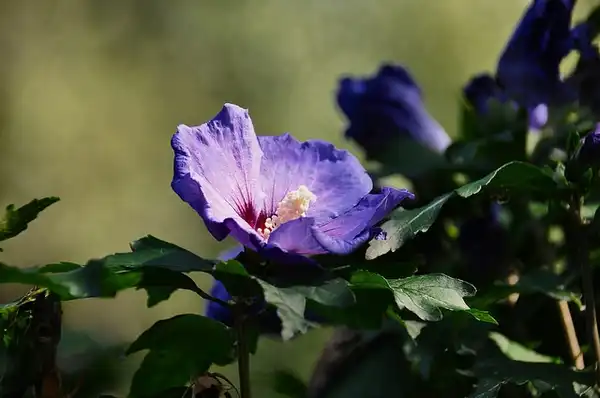Фото Hibiscus syriacus 'Blue Bird' (Hibiscus syriacus 'Blue Bird's)