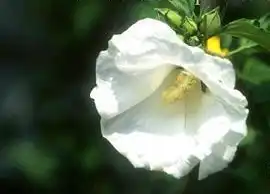 Фото Hibiscus syriacus 'Diana' (Hibiscus syriacus 'Diana's)