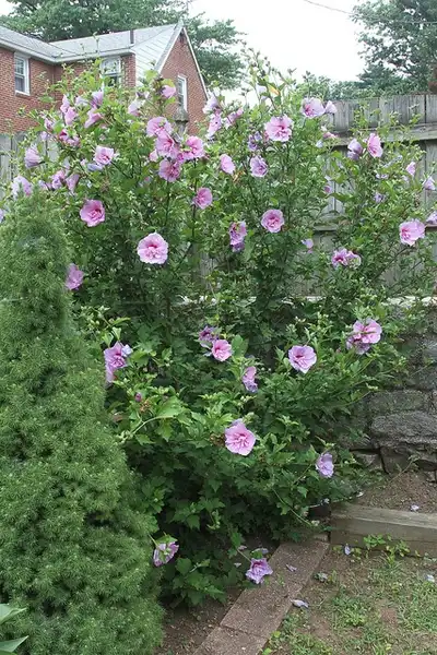 Photo of Hibiscus syriacus (Hibiscus syriacuss)