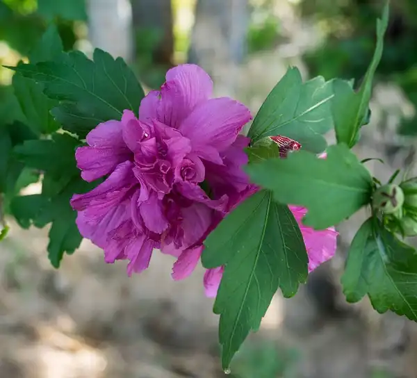 Photo of Hibiscus syriacus (Hibiscus syriacuss)