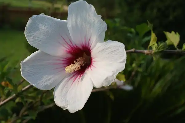 Photo of Hibiscus syriacus - Flower:Chapstickaddict