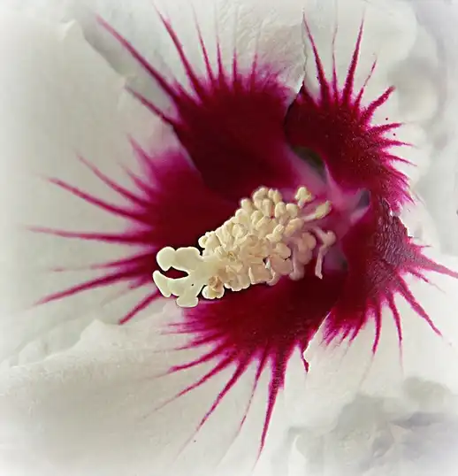 Photo of Hibiscus syriacus - Flower close up:PATARIKA