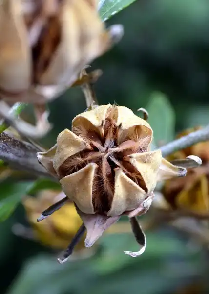 Photo of Hibiscus syriacus - Seed capsule:Gwendolyn-Stansbury