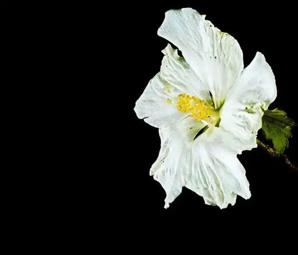 Photo of Hibiscus syriacus - Hibiscus syriacus 'Diana':John Rusk