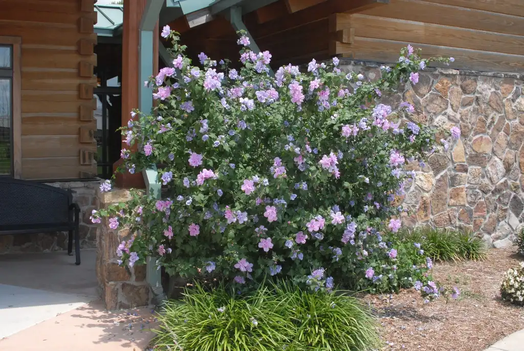 Photo of Hibiscus syriacus - Flower Form:Jim Robbins