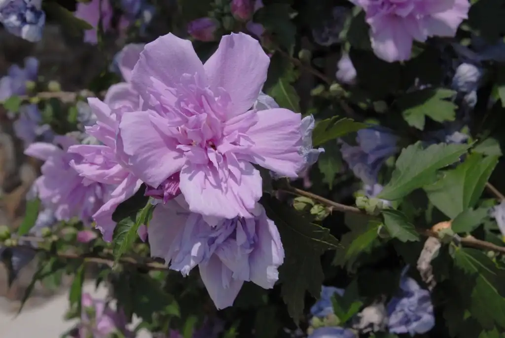 Photo of Hibiscus syriacus - Flower and Leaves:Jim Robbins