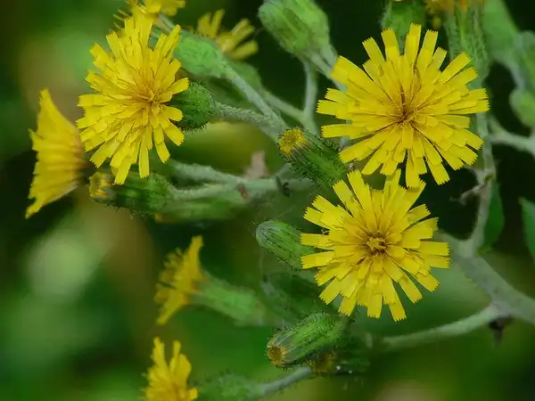 Foto de Hieracium scabrum (Hieracium scabrums)