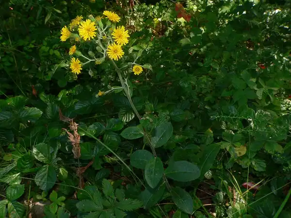 Foto de Hieracium scabrum (Hieracium scabrums)