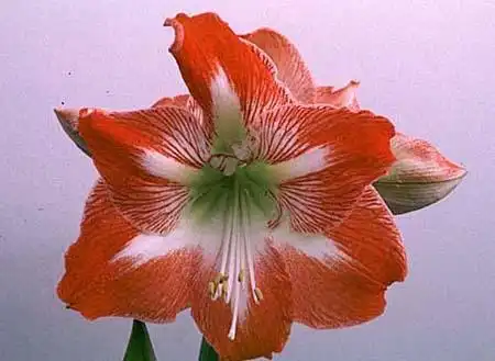 Photo of Hippeastrum (Hippeastrums)