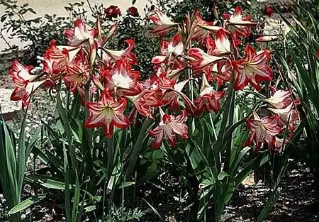 Photo of Hippeastrum (Hippeastrums)