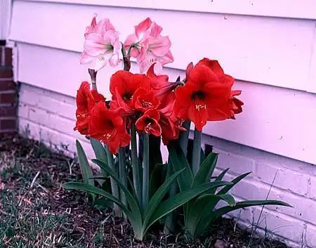 Photo of Hippeastrum - :