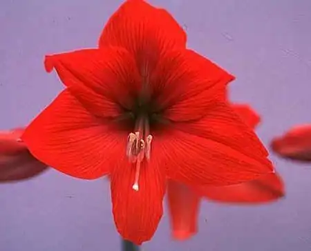 Photo of Hippeastrum - :