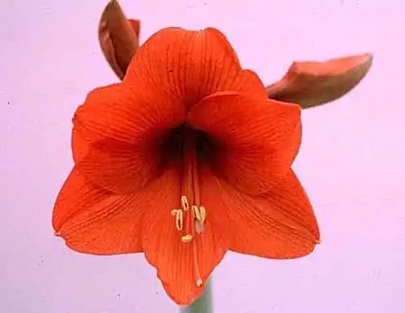 Photo of Hippeastrum - :