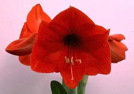 Photo of Hippeastrum - :