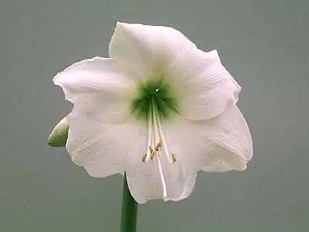 Photo of Hippeastrum - :