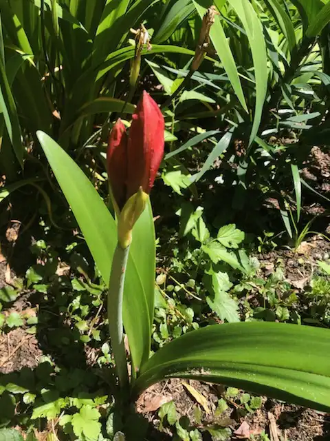 Photo of Hippeastrum - flower bud, spring, Warren County, NC:Cathy Dewitt