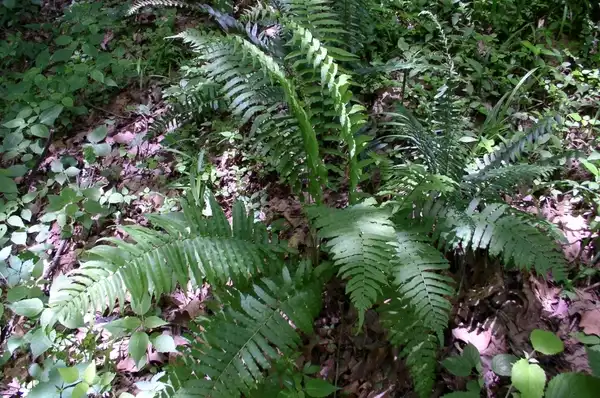 Photo of Homalosorus pycnocarpos (Homalosorus pycnocarposs)